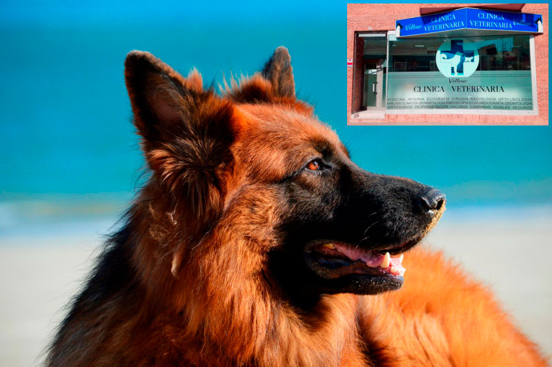 portada clinica veterinaria vellcan veterinarios coslada