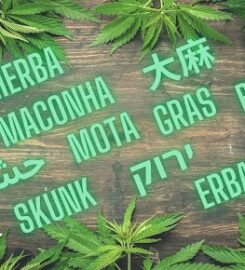 Spain420 Social Club